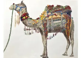 obraz-150x120cm-wielblad-baktrian