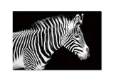obraz-szklany-120x80-zebra-260280