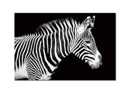 obraz-szklany-120x80-zebra-260280