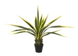 agawa-w-doniczce-115cm