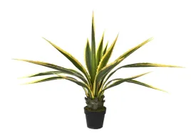 agawa-w-doniczce-115cm