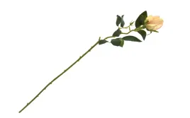 kwiat-roza-dluga