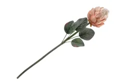 kwiat-protea-irys