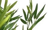 kwiat-doniczkowy-oleander-123-cm-stan-nowy