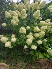 hortensja-bukietowa-limelight-efektowne-kwiaty