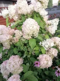 hortensja-mega-pearl-sadzonka-bukiet-rabata