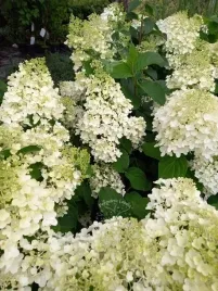 hortensja-bukietowa-silver-dollar-sadzonka-rabata