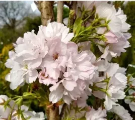 wisnia-pilkowana-amanogawa-c4