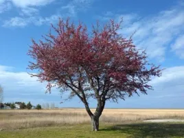 jablon-kwiecista-royalty-c4