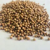 kolendra-08kg