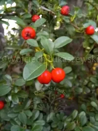 irga-plozaca-major-zimozielony-na-skalniak-i-rabaty