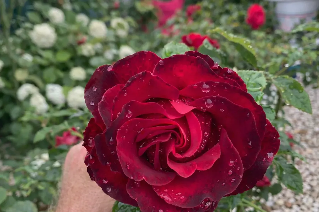 nawoz-do-roz-premium-1kg