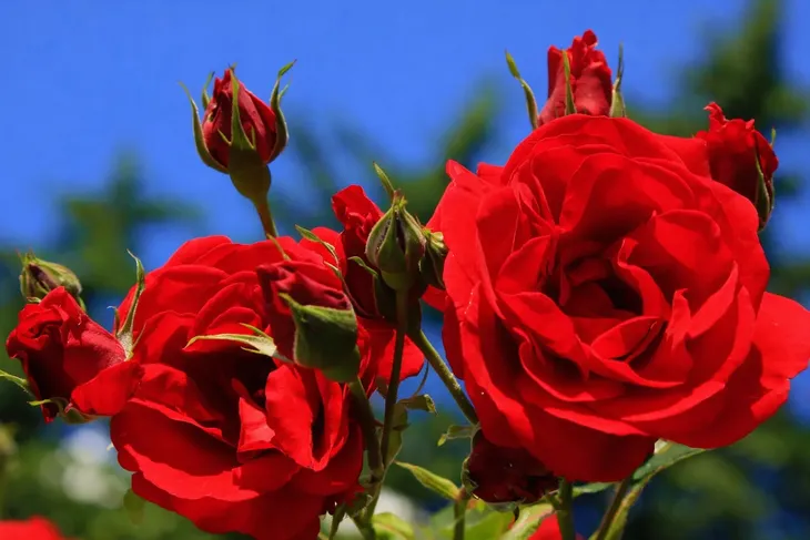 nawoz-do-roz-premium-1kg-waga-1-kg