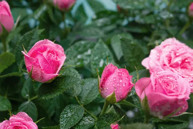 nawoz-do-roz-premium-1kg-zastosowanie-do-pielegnacji-kwiatow-do-roslin-domowych-inne-zastosowanie-inne-do-roslin-balkonowych