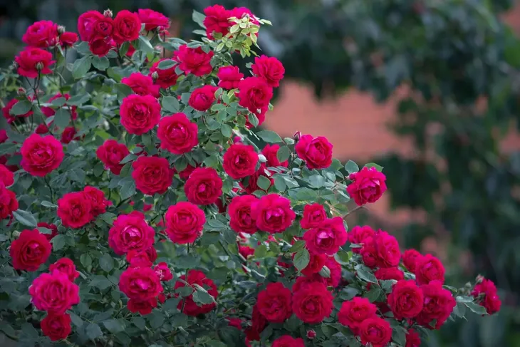 nawoz-do-roz-premium-1kg-waga-z-opakowaniem-2-kg