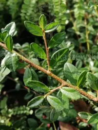 irga-okrywowa-zimozielona-sadzonka-plozacy