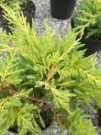 jalowiec-gold-star-sadzonka-skarpy-rabata