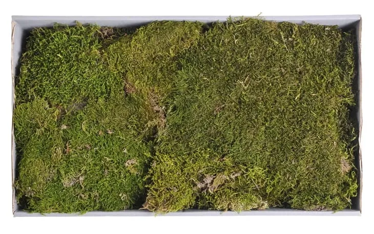 bioflat-moss-mech-platy-50g-marka-bioterr-stan-nowy