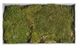 bioflat-moss-mech-platy-50g-marka-bioterr-stan-nowy