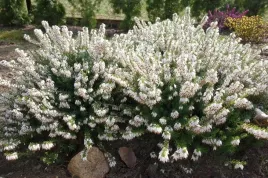 wrzosiec-bialy-wiosenny-sadzonki-doniczce-07l-kwitnie-marzec-maj-zimuje