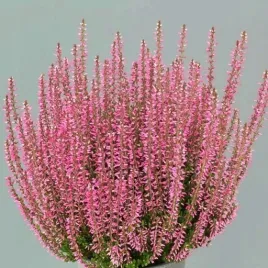 wrzosiec-erica-wiosenny-sadzonki-rozowy-w-doniczce-07l-wieloletni-25-30cm