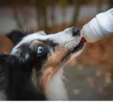 doggy-roller-stan-nowy
