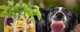 smoothiedog-z-jagnieciny-cechy-dodatkowe-ekologiczne-bezzbozowe-rodzaj-inny