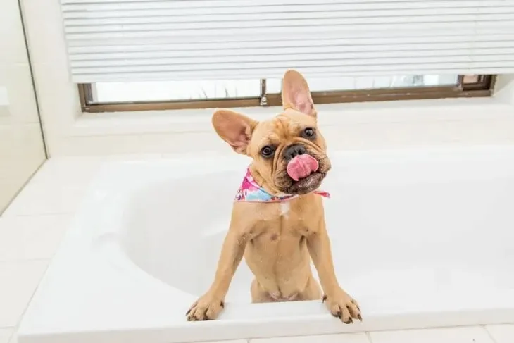 lickimatr-splashtm-stan-nowy