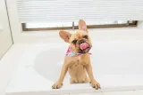 lickimatr-splashtm-stan-nowy