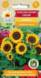 nasiona-slonecznik-ozdobny-karlowy-bambino-1g