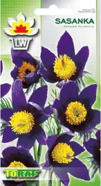 nasiona-sasanka-ogrodowa-fioletowa-02g