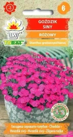 nasiona-gozdzik-siny-rozowy-02g