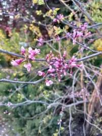 judaszowiec-kanadyjski-sadzonka-soliter-taras