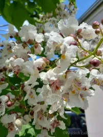 katalpa-surmia-bignoniowa-sadzonka