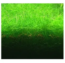 eleocharis-pusilla-poniklo-karlowate-in-vitro-porcja-100szt