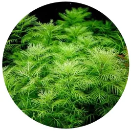 myriophyllum-mattogrossense-roslina-do-akwarium-iii-plan-porcja-10-sadzonek