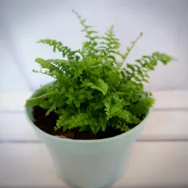 paproc-paprotka-miniaturka-don-10cm