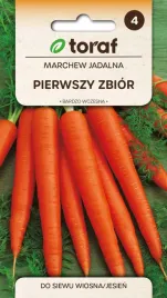 marchew-pierwszy-zbior-b-wczesna-nasiona-toraf