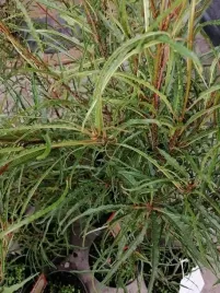 kruszyna-aspleniifolia-o-egzotycznym-wygladzie