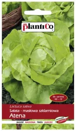 salata-atena-maslowa-szklarniowa-nasiona-plantico