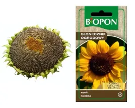 biopon-nasiona-slonecznik-ogrodowy-na-ziarno-10g