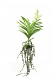 storczyk-orchidea-vanda-kremowy-bez-doniczki