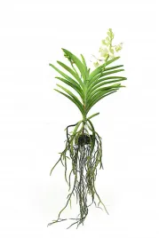 storczyk-orchidea-vanda-kremowy-bez-doniczki
