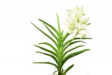 storczyk-orchidea-vanda-kremowy-bez-doniczki-rodzaj-rosliny-inny