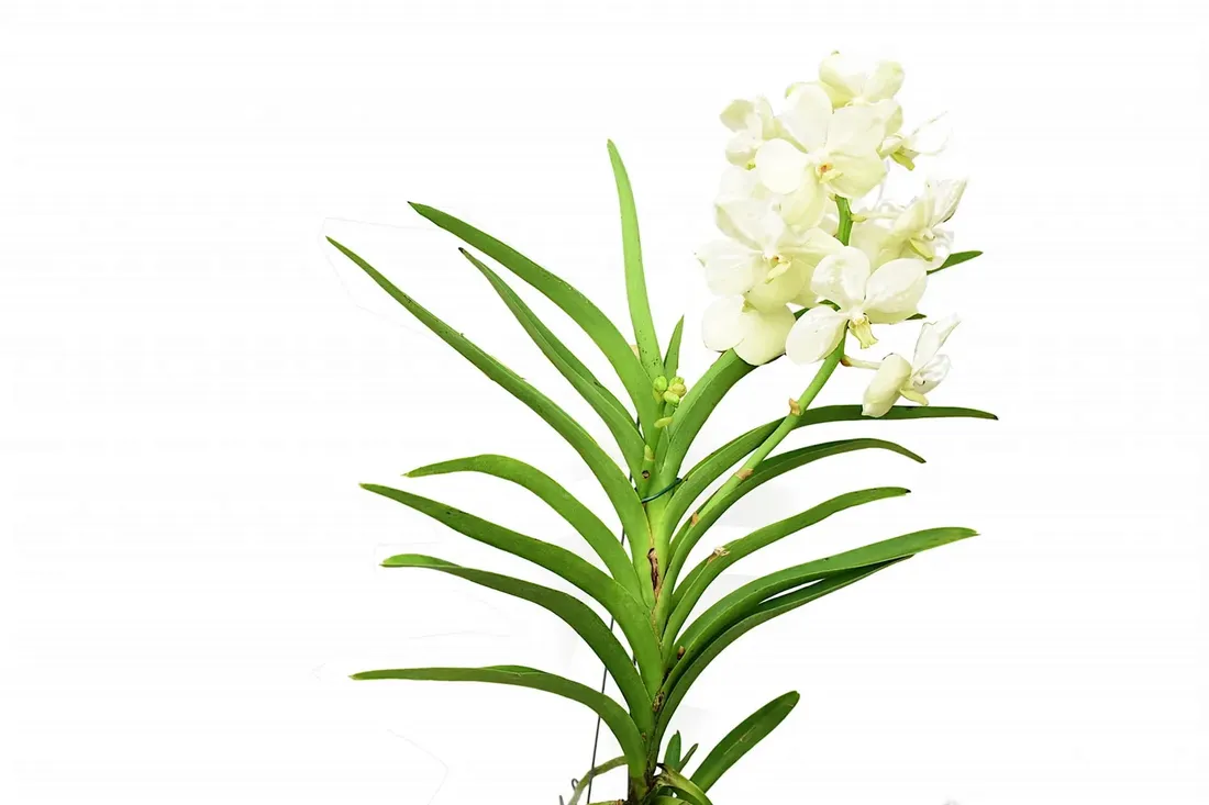 storczyk-orchidea-vanda-kremowy-bez-doniczki-rodzaj-rosliny-inny