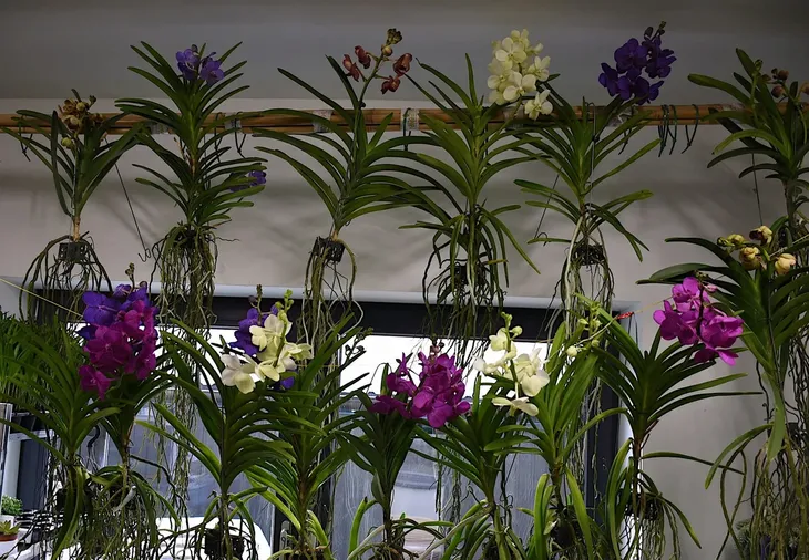storczyk-orchidea-vanda-kremowy-bez-doniczki-kod-produktu-2043