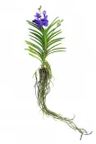 storczyk-orchidea-vanda-coerulea-niebieski-bez-doniczki