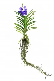 storczyk-orchidea-vanda-coerulea-niebieski-bez-doniczki