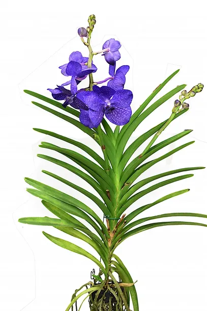 storczyk-orchidea-vanda-coerulea-niebieski-bez-doniczki-rodzaj-rosliny-inny