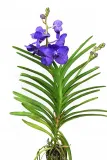 storczyk-orchidea-vanda-coerulea-niebieski-bez-doniczki-rodzaj-rosliny-inny